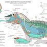 Ea: Anatomy of Diplostomia