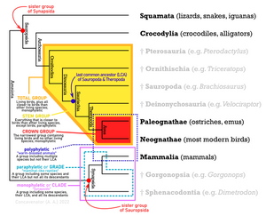 Terms in phylogenetics