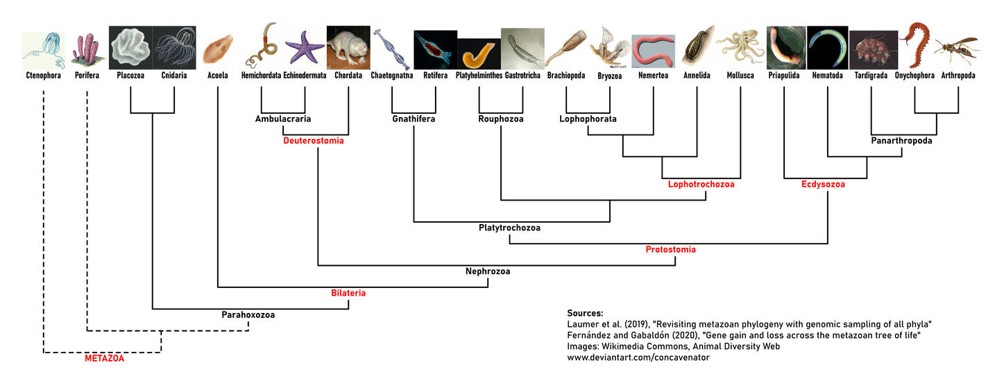 Animal Phylogenetic Tree