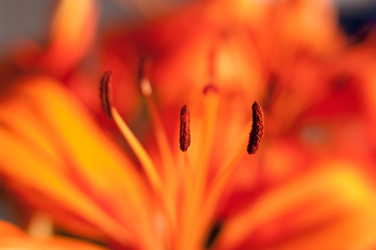 Lilium 21