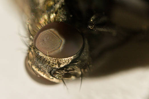 A fly...up close 12