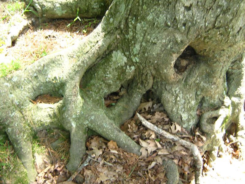 Root Aliens by mothercandle on DeviantArt