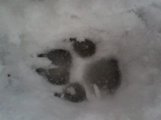 The paw from Lolle (my dog)