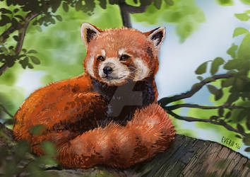 Red panda