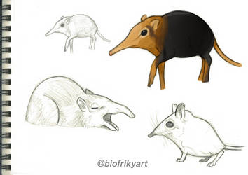 Elephant shrew Sketches by Frikynaturalista