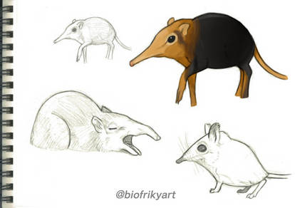 Elephant shrew Sketches