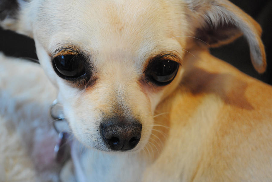 When Will A Canine Deliver photo