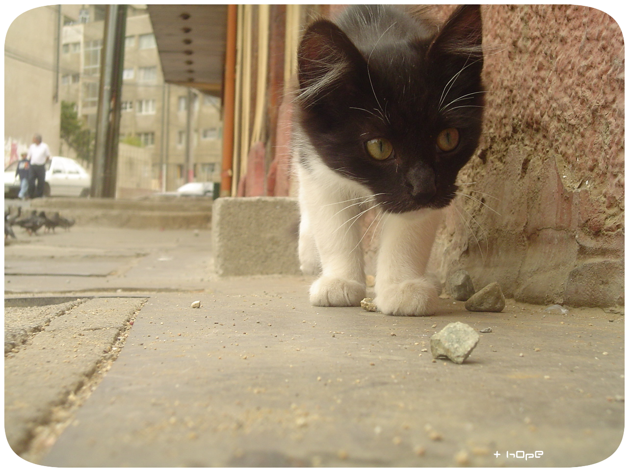 + cat , walking around valpo