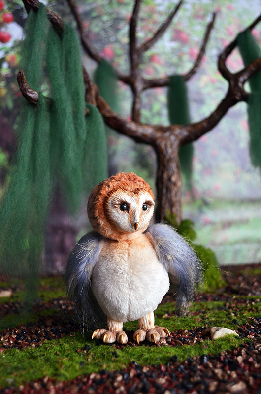 Barn Owl 003