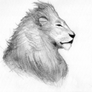 Lion drawing