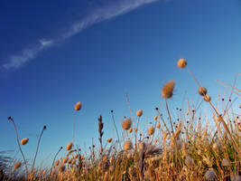 Plants Swaying in the Breeze