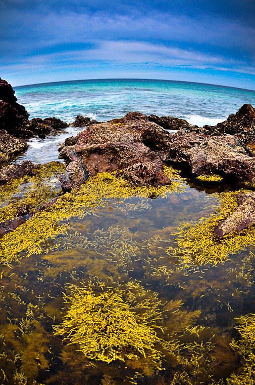 Seaweed Storm