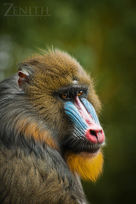 Mandrill Java Mandrill III by TaGiRoCkS on DeviantArt