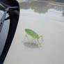 Katydid