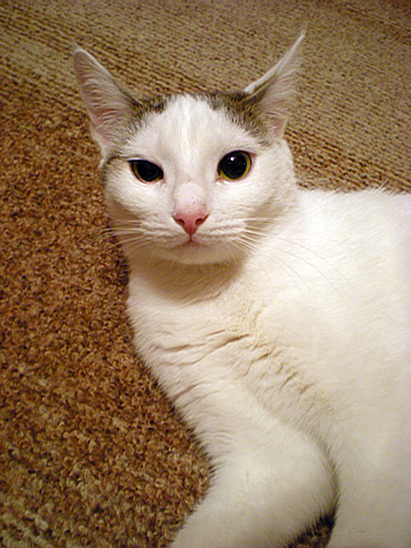 My White Cat_Minna