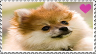 Pomeranian fan stamp