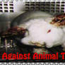 Against animal testing stamp