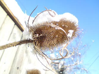 Winter Teasel