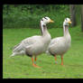 Bar-headed Goose