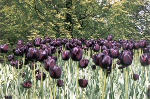 Black Tulips