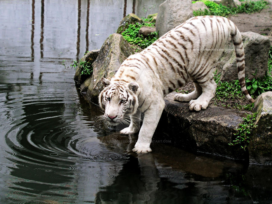 Whitey Tiger