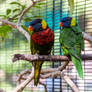 Lorikeets