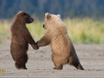 grizzly cubs by o0bon-bon0o