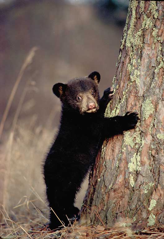 cute black bear