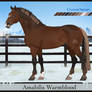 AmabilisWB Import | #584