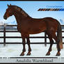 AmabilisWB Import | #571