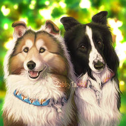 Sheltie Duo