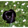 Black tulip