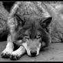 Sleeping among wolves...