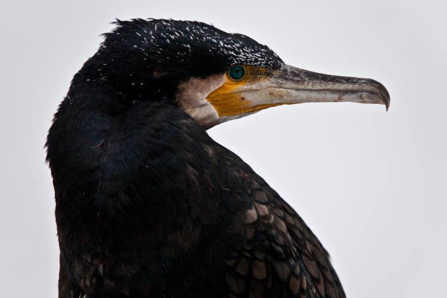 Cormorant