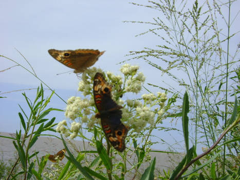 Butterflies Mariposas