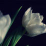 white tulip