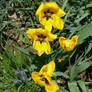 Flowers in the garden