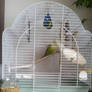 Budgies