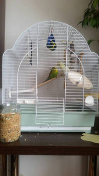 Budgies