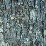 Tree bark texture 01