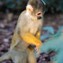 Common squirrel monkey