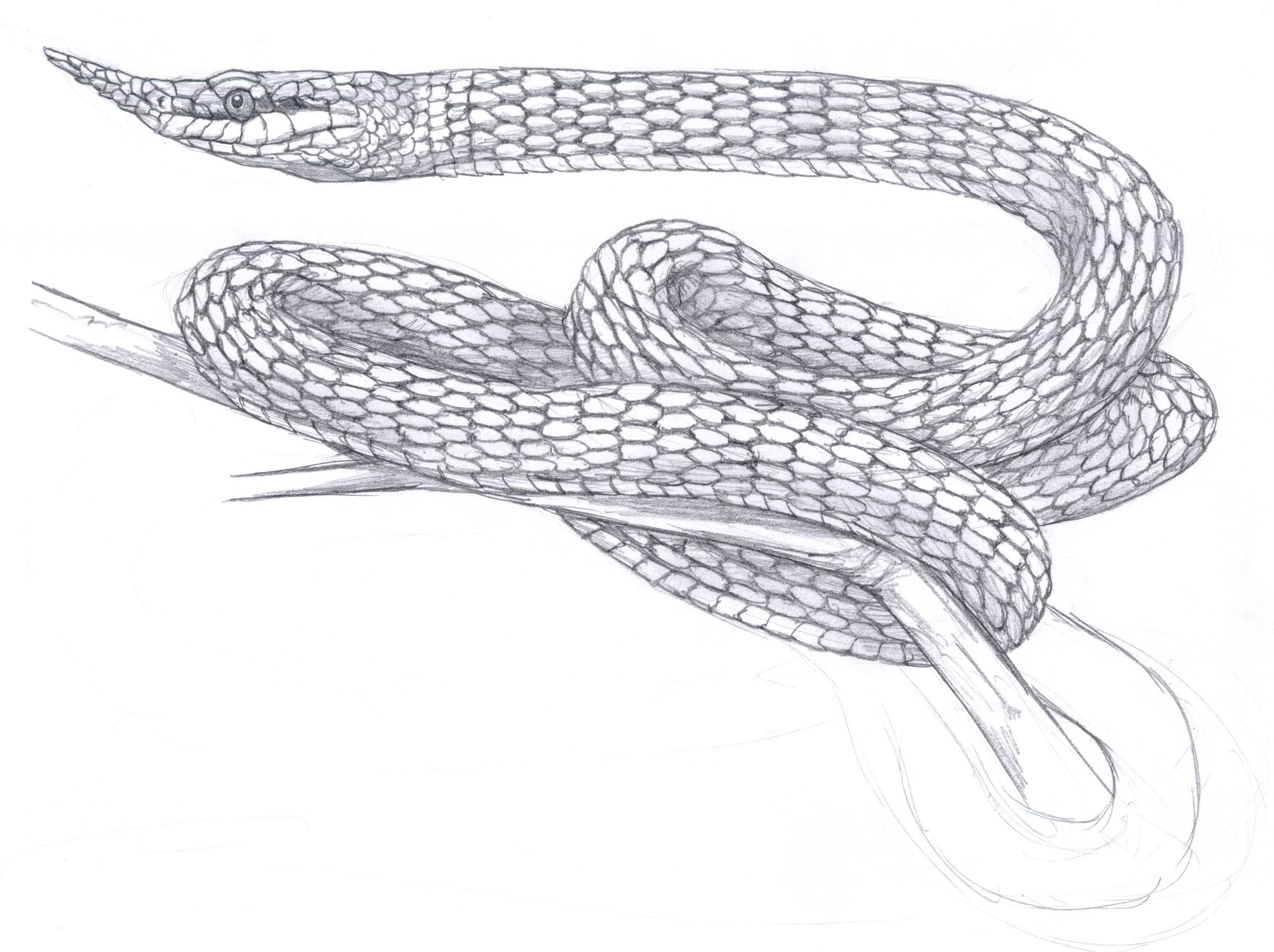 Gonyosoma boulengeri by Gredinia on DeviantArt