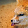 Fennec fox