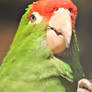 Scarlet-fronted Parakeet