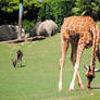 Reticulated giraffe