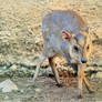 Baby muntjac 2