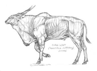 Explore the Best Eland Art | DeviantArt Explore the Best Eland Art | DeviantArt