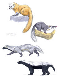 Mustelidae-2 Marten, Ferret-badger, Grison, Ratel by Gredinia