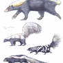 Mephitidae, Teledu and skunks