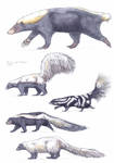 Mephitidae, Teledu and skunks